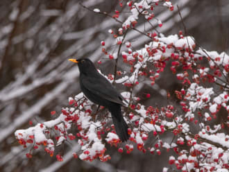 Het lijkt wel een kerstkaart, de poserende merel bij de besneeuwde bessen.