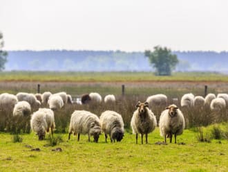 schaap