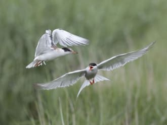 jonge viesdiefjes Griend