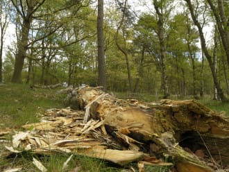 Stormschade