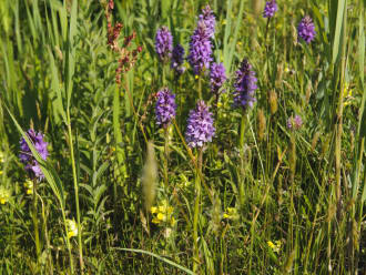 Orchideeen in het Zwanenwater