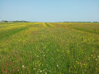 Greppel plasdras op Skrok. De vegetatiegroei in de greppels steekt duidelijk af tegen het bloemrijke grasland naast de greppels.