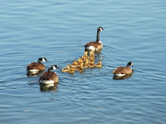 Koningssteen familie watervogels