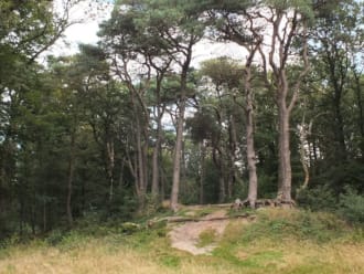 Noordlaarderbos - Natuurgebied _ Natuurmonumenten