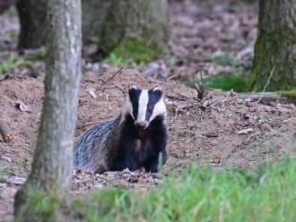 Alles over de das, Ontmoet onze dieren