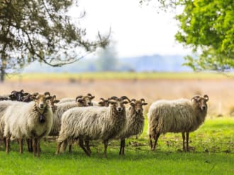 Schapen Dwingelderveld