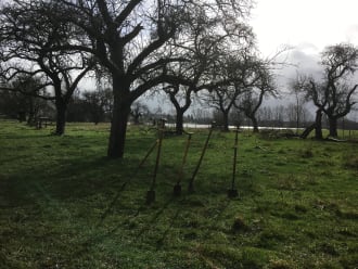 De oude boomgaard in de Koppenwaard