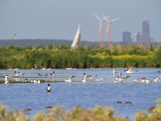 grutto's in polder IJdoorn