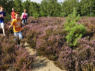 Heumensoord bos en heide