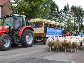 Huifkar met trekker en schapen op voorgrond