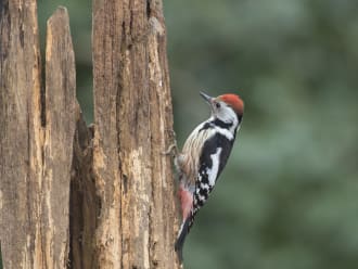 Middelste bonte specht