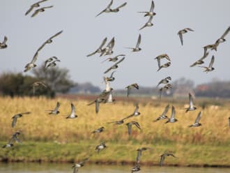 Vogels Waalenburg