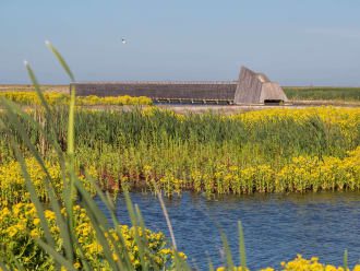 Bloeiende moerasandijvie op Marker Wadden en kijkhut De Lepelaar