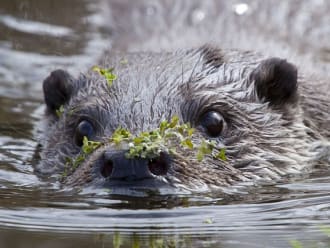 Otter