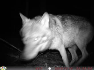 Wolf op beeld