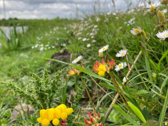 Voorjaarsflora