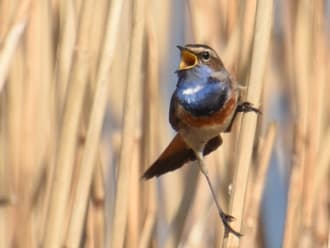 lentevogel Blauwborst