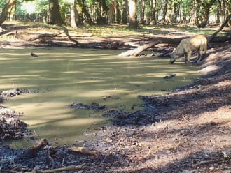 Volg de wolf op de Zuid-Veluwe - wolfblog