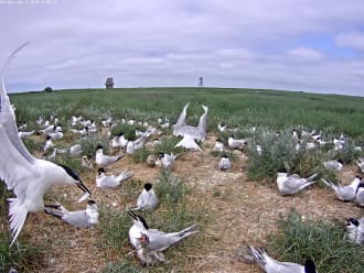 Grote stern kolonie op Griend