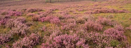 Wandelroute Brunssummerheide, bij Heerlen (lichtgroen)