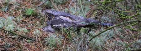 Nachtzwaluwexcursie in Loonse en Drunense Duinen