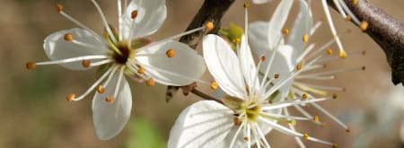 Wandelroute Herrendal, tussen Groesbeek en Mook