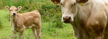 Wandelroute Cultuurhistorisch Banisveld bij Boxtel