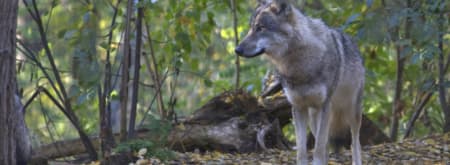 Wolvenexcursie wolven op de Veluwe