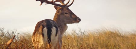 Zeepeduinen en Slot Haamstede