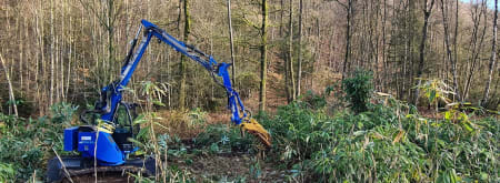 Bamboe verwijderen op Sint-Jansberg