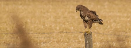 Rust en ruimte in de Uitlandse Polder