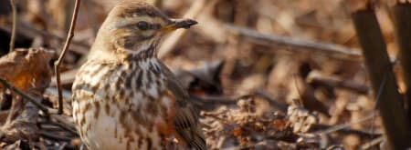 Op zoek naar trekvogel in het Zwanenwater