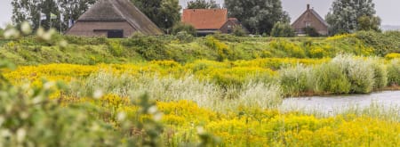 De planten van Tiengemeten