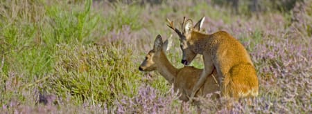 Wildspotwandeling Achter 't Zaand