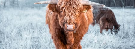 Schotse Hooglander in de vrieskou 