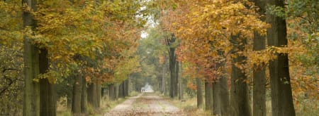 kampina herfst