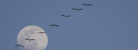 Vaartocht bij volle maan - De Wieden