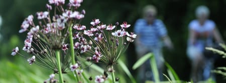 fietsers haarzuilens