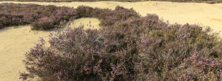 heide in de Loonse en Drunense Duinen