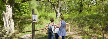 Stokoude Wodanseiken cultuurhistorie Wolfheze