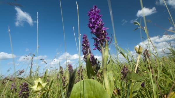 Wandelroute door de Vlietlanden, bij Vlaardingen en Maasland