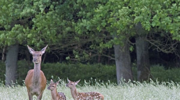 Wandelroute herten spotten in het Deelerwoud, Veluwe