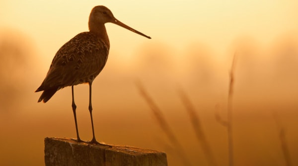 Wandelroute Schaalsmeerpolder in het  Wormer-en Jisperveld