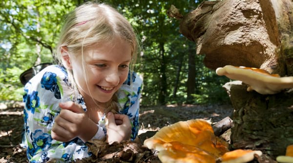 Paddenstoelenroute door Lusthof de Haeck, Nieuwkoopse Plassen