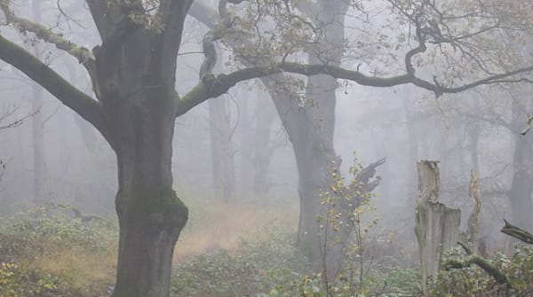 Wandelroute Wolfheze, vlakbij Arnhem