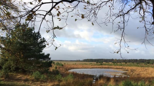 Wandelroute Twee Landen pad, vogelroute bij Bergeijk