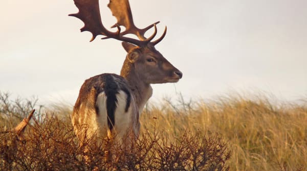 Zeepeduinen en Slot Haamstede