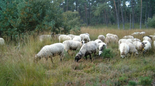 Heideroute Grote Veld