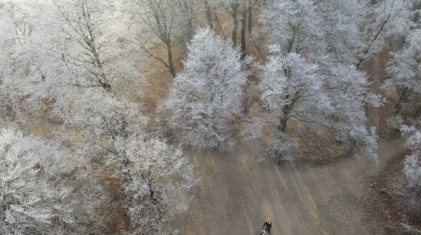 Kaapsebossen