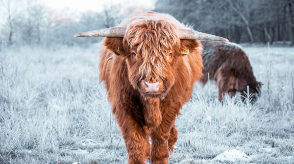 Schotse Hooglander in de vrieskou 